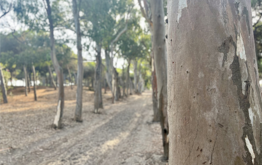 La memoria de los eucaliptos